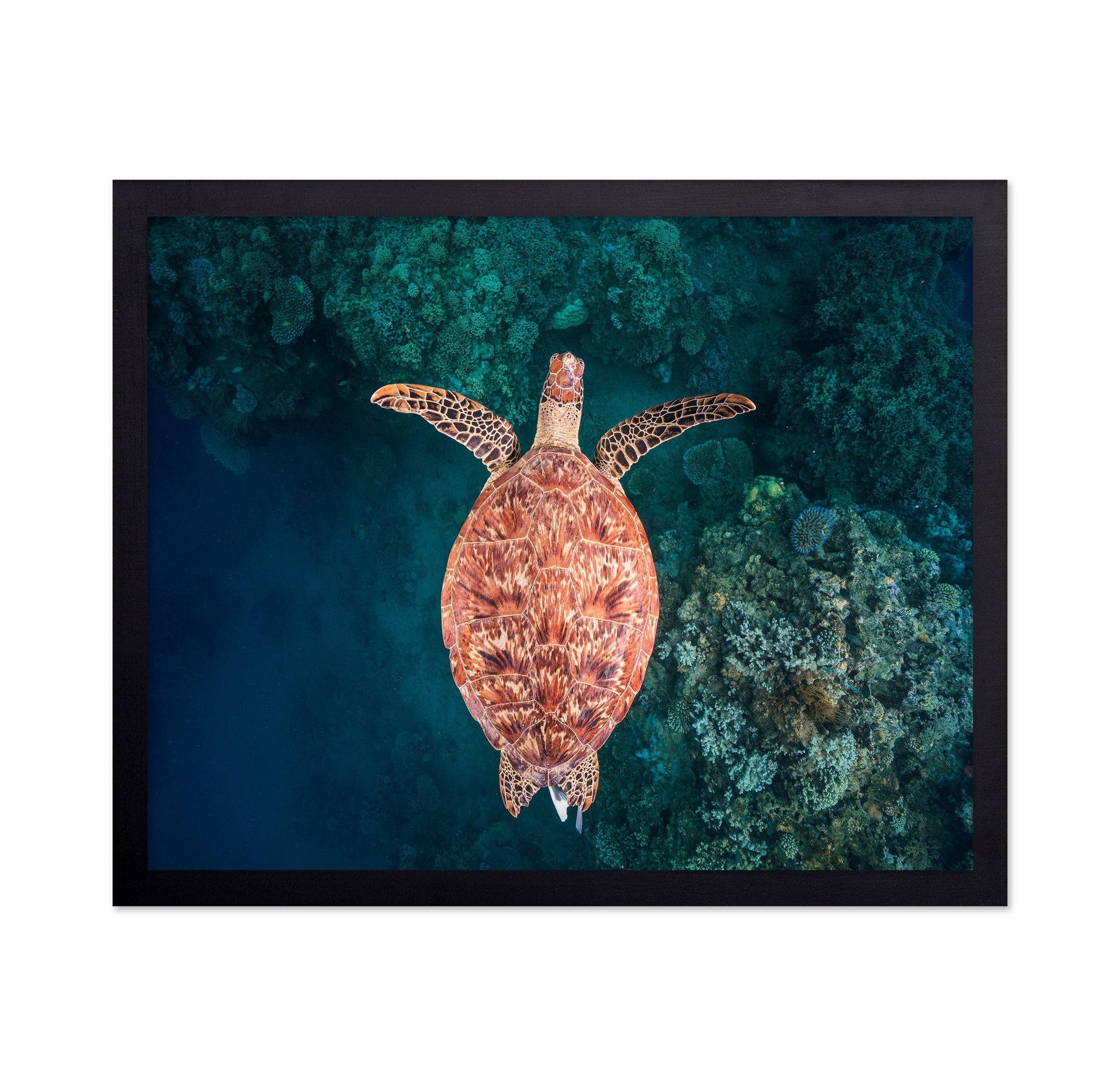 Flying Over The Reef