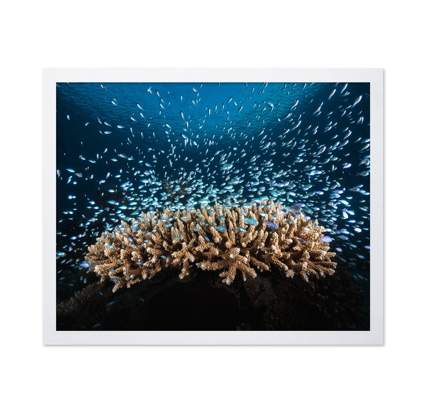 Underwater Life