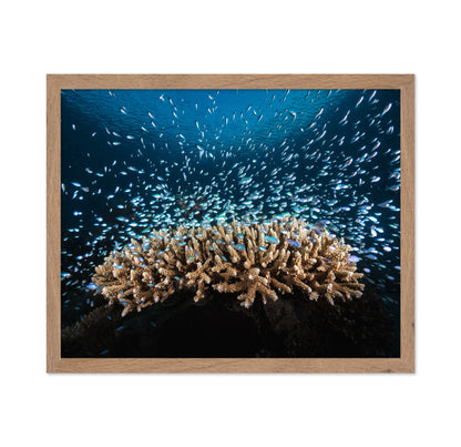 Underwater Life