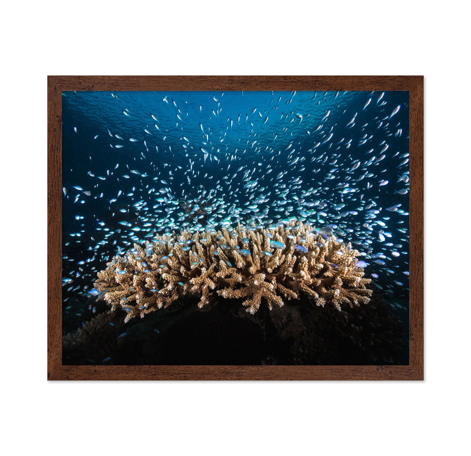 Underwater Life