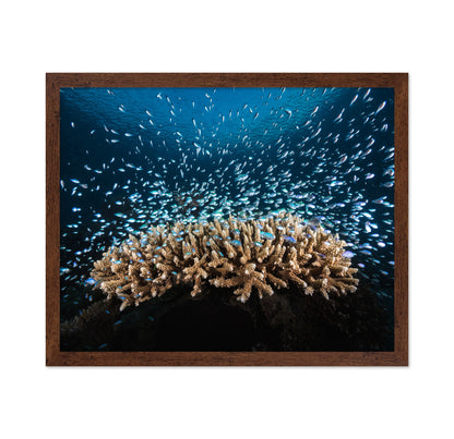 Underwater Life