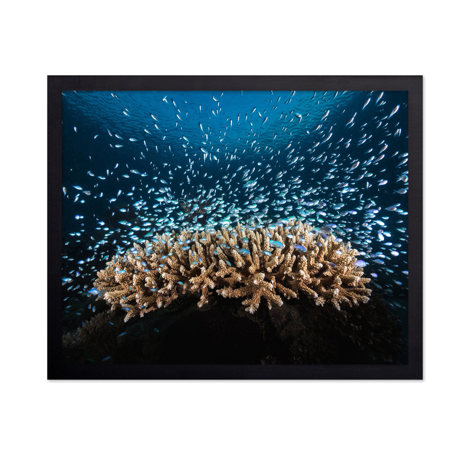 Underwater Life