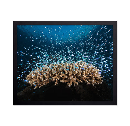 Underwater Life