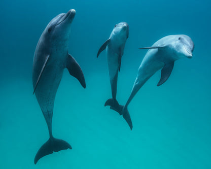 Bottlenose Dolphins