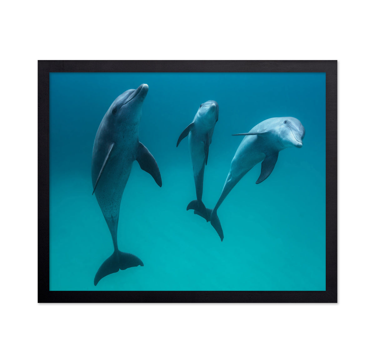 Bottlenose Dolphins