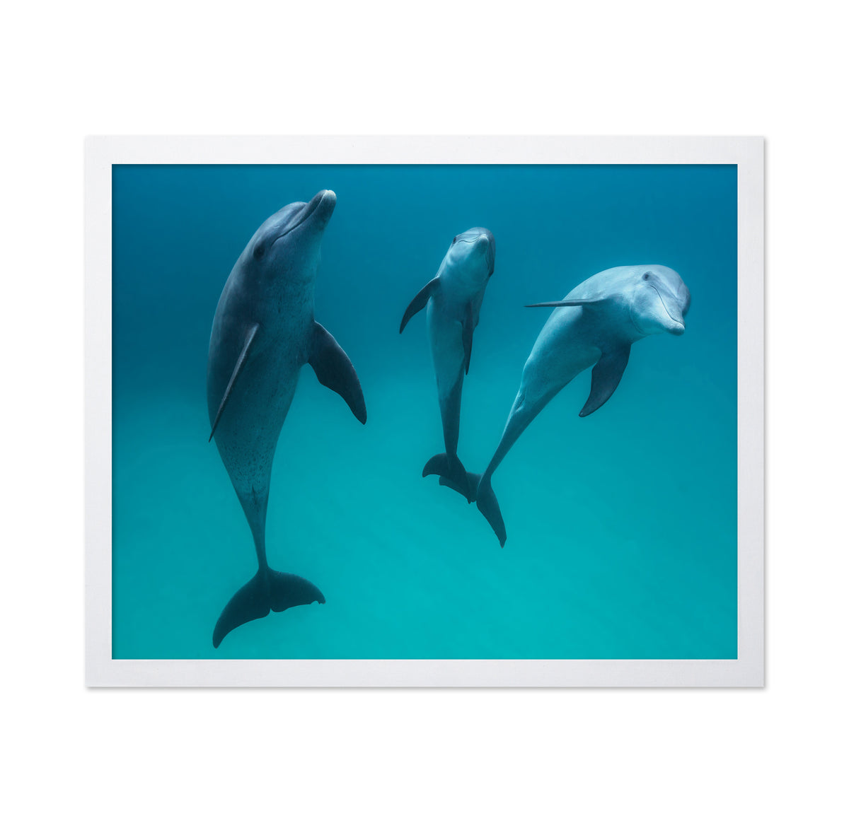 Bottlenose Dolphins
