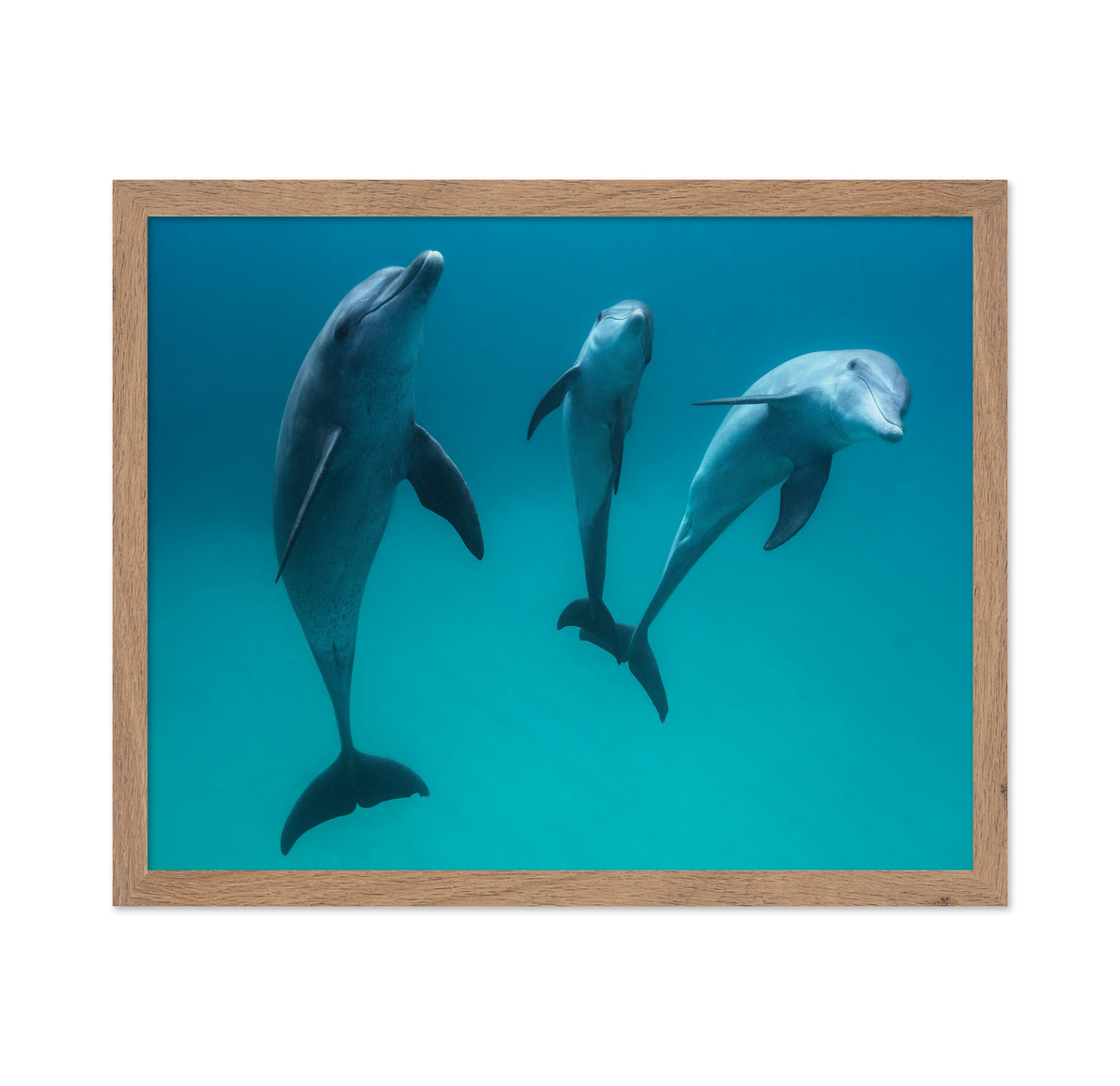 Bottlenose Dolphins