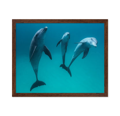 Bottlenose Dolphins