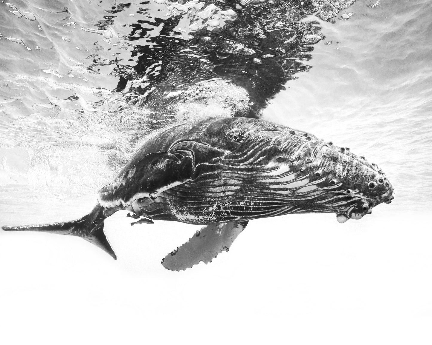 Humpback Whale Calf