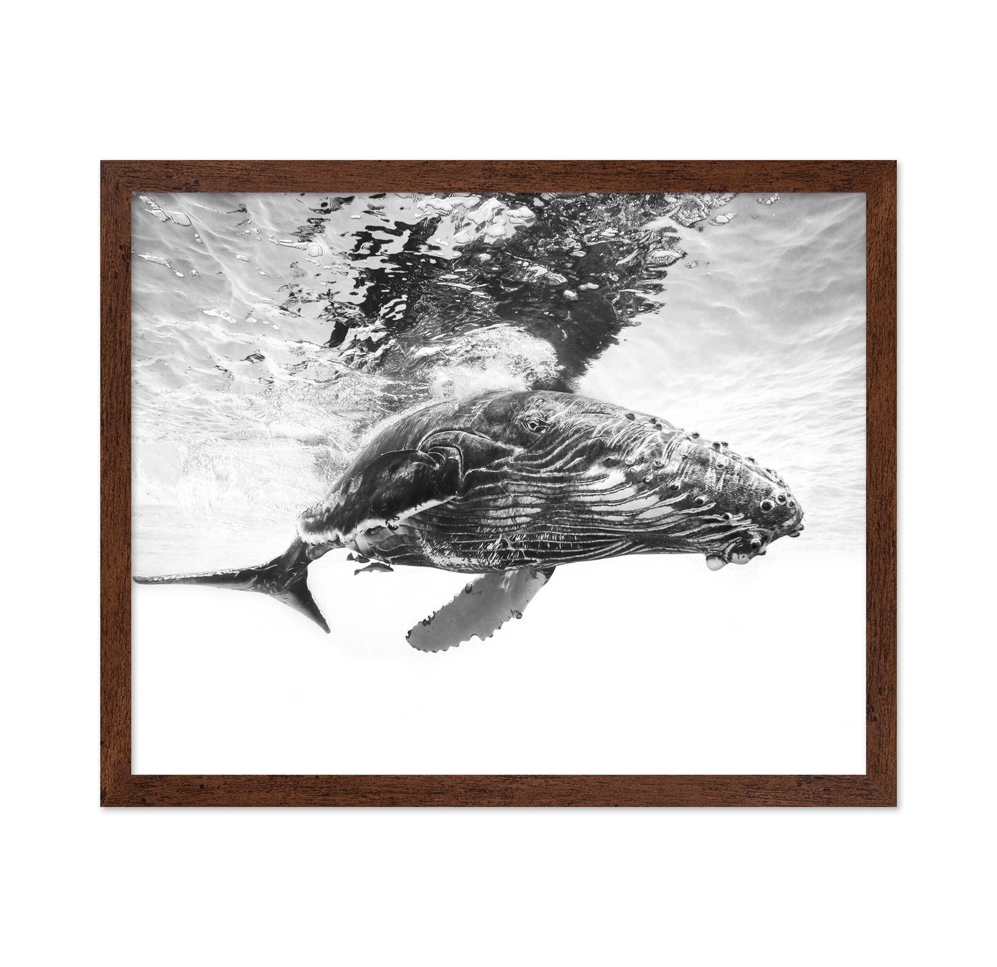 Humpback Whale Calf