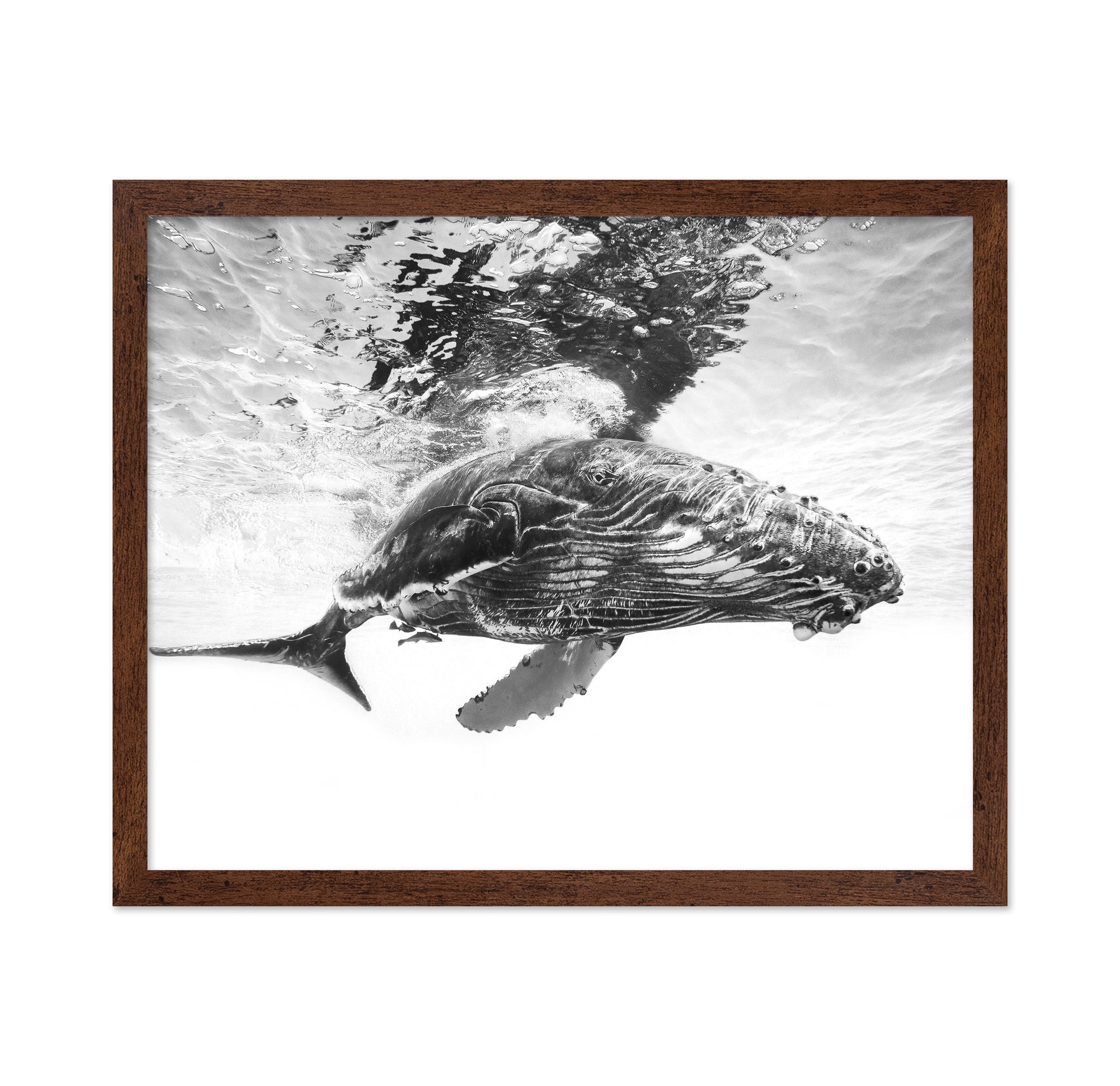 Humpback Whale Calf