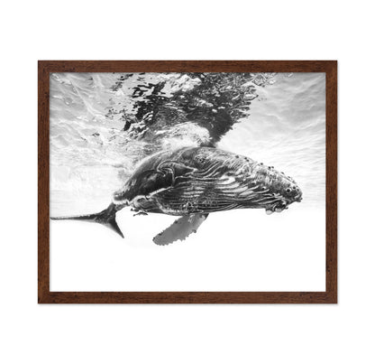 Humpback Whale Calf