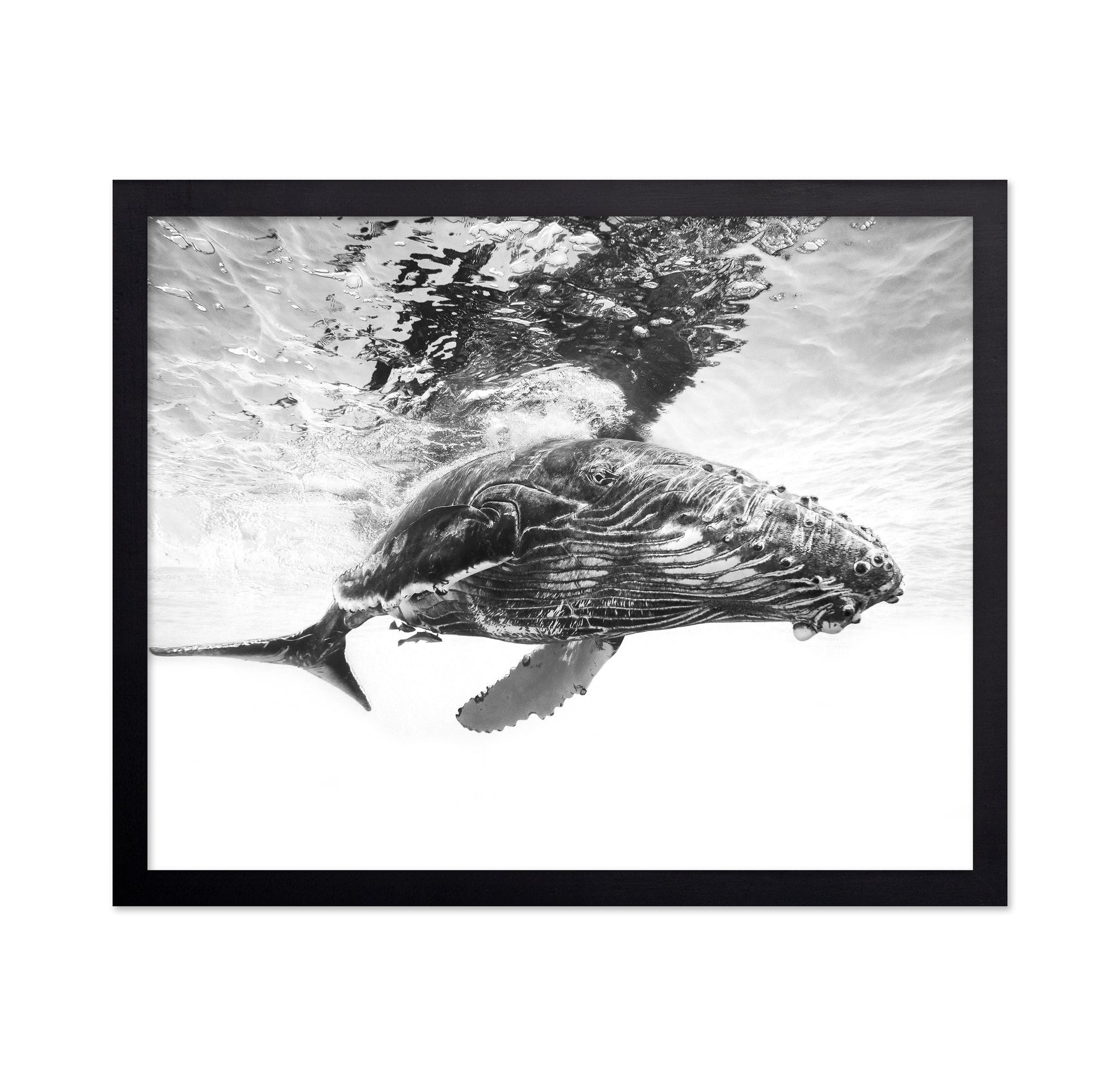 Humpback Whale Calf