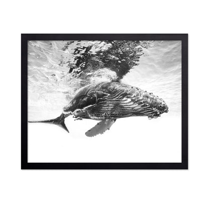 Humpback Whale Calf