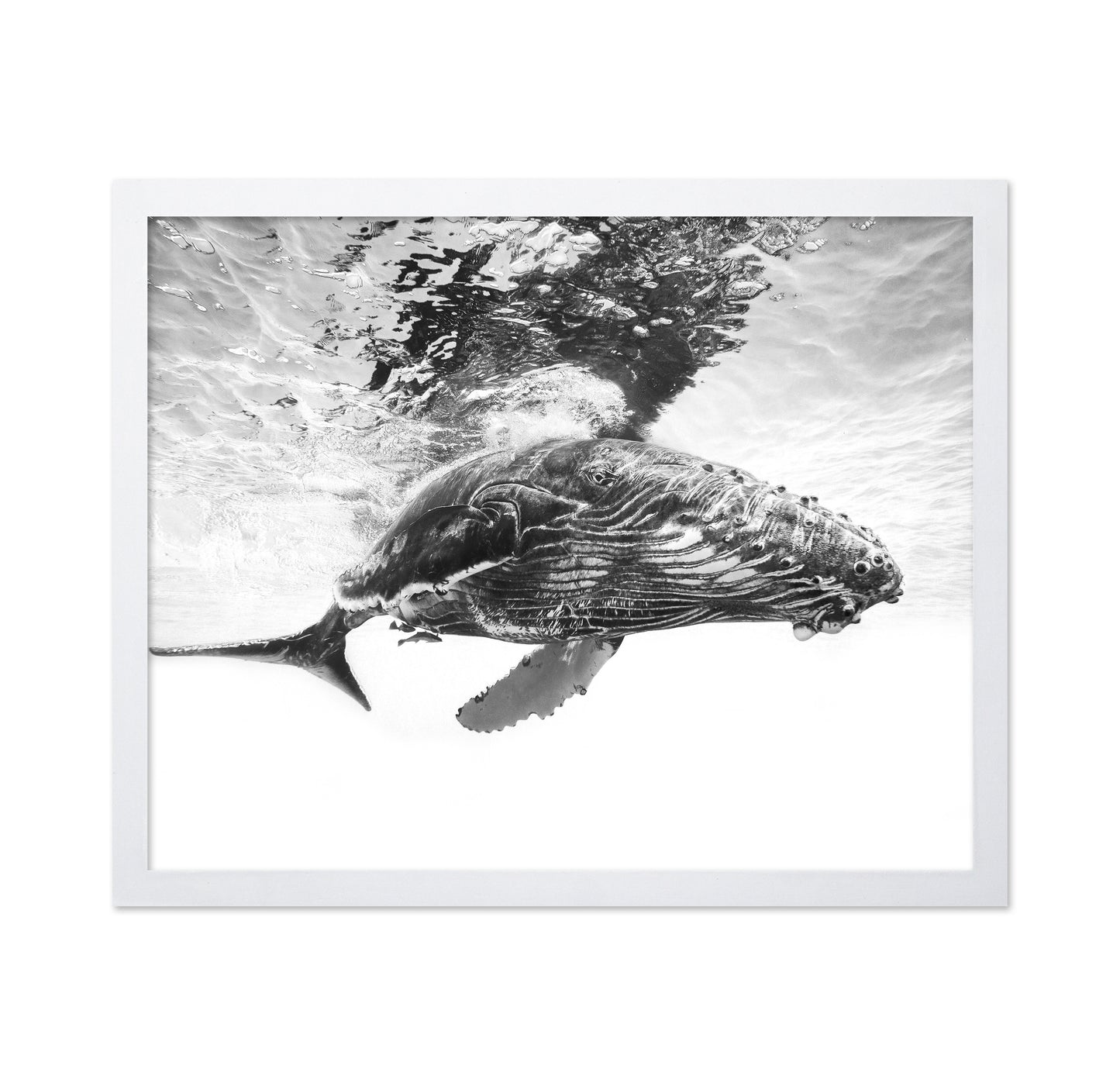 Humpback Whale Calf