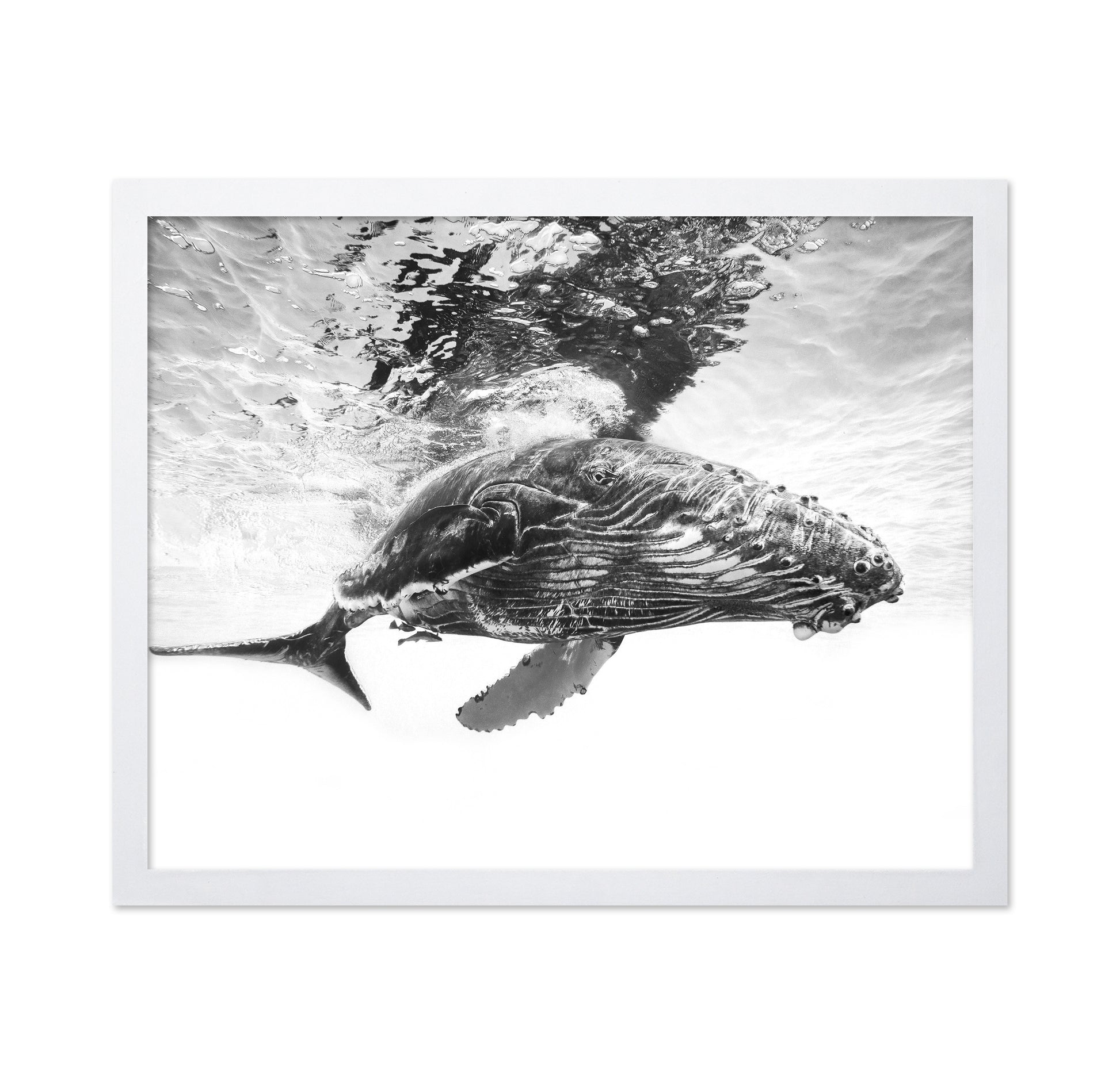 Humpback Whale Calf