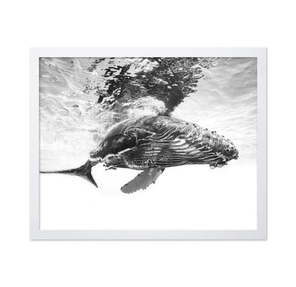 Humpback Whale Calf