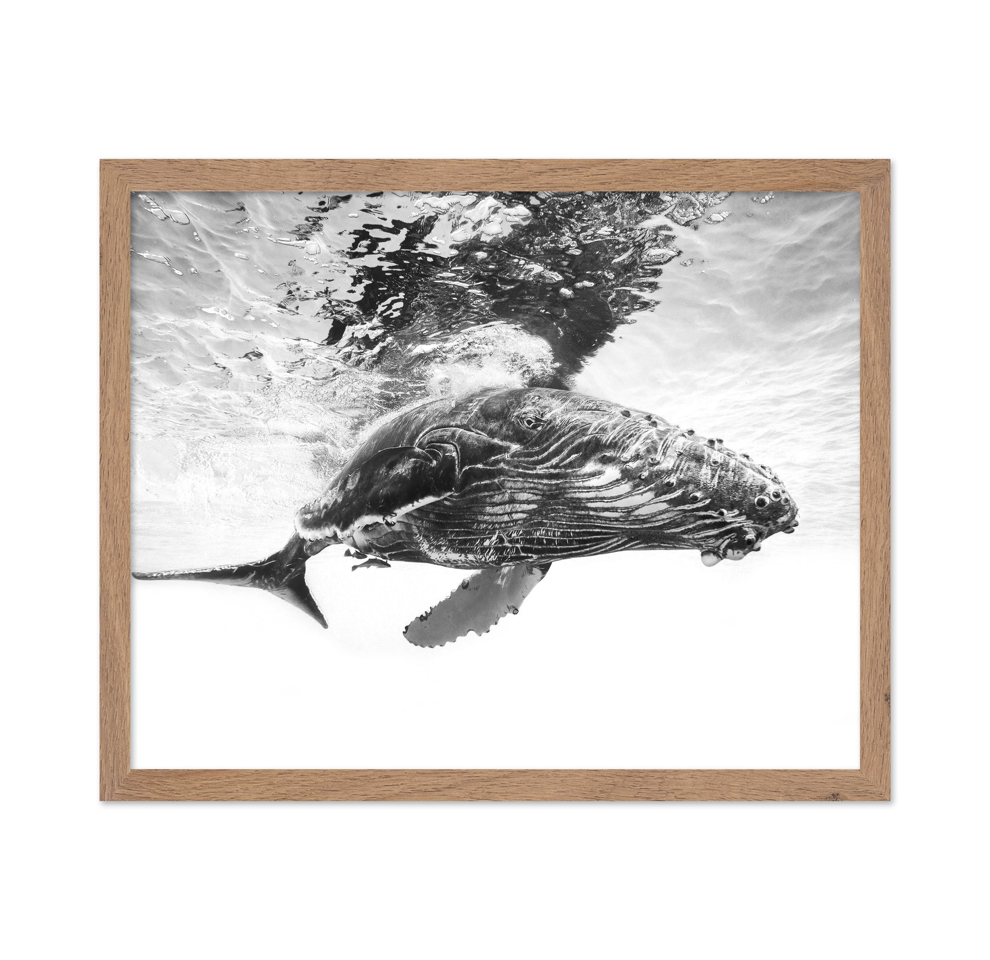 Humpback Whale Calf