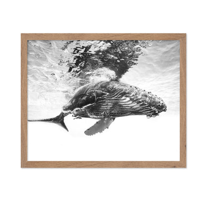 Humpback Whale Calf