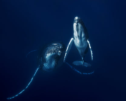 Humpback Whale Mother And Calf