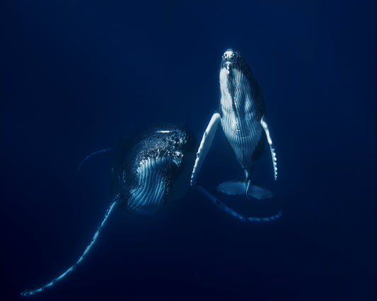 Humpback Whale Mother And Calf