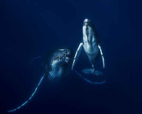 Humpback Whale Mother And Calf