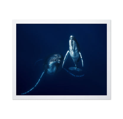 Humpback Whale Mother And Calf