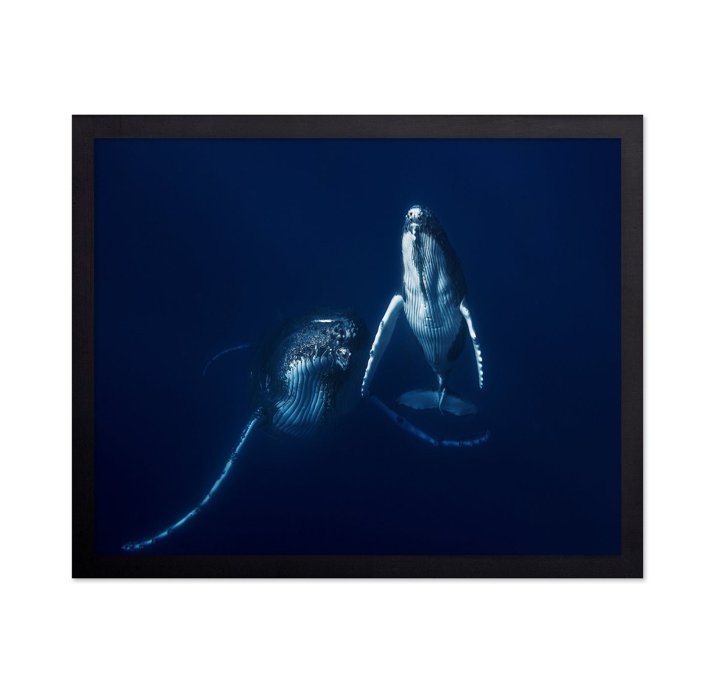 Humpback Whale Mother And Calf