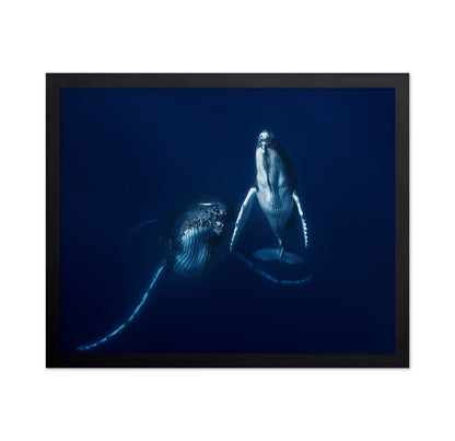Humpback Whale Mother And Calf