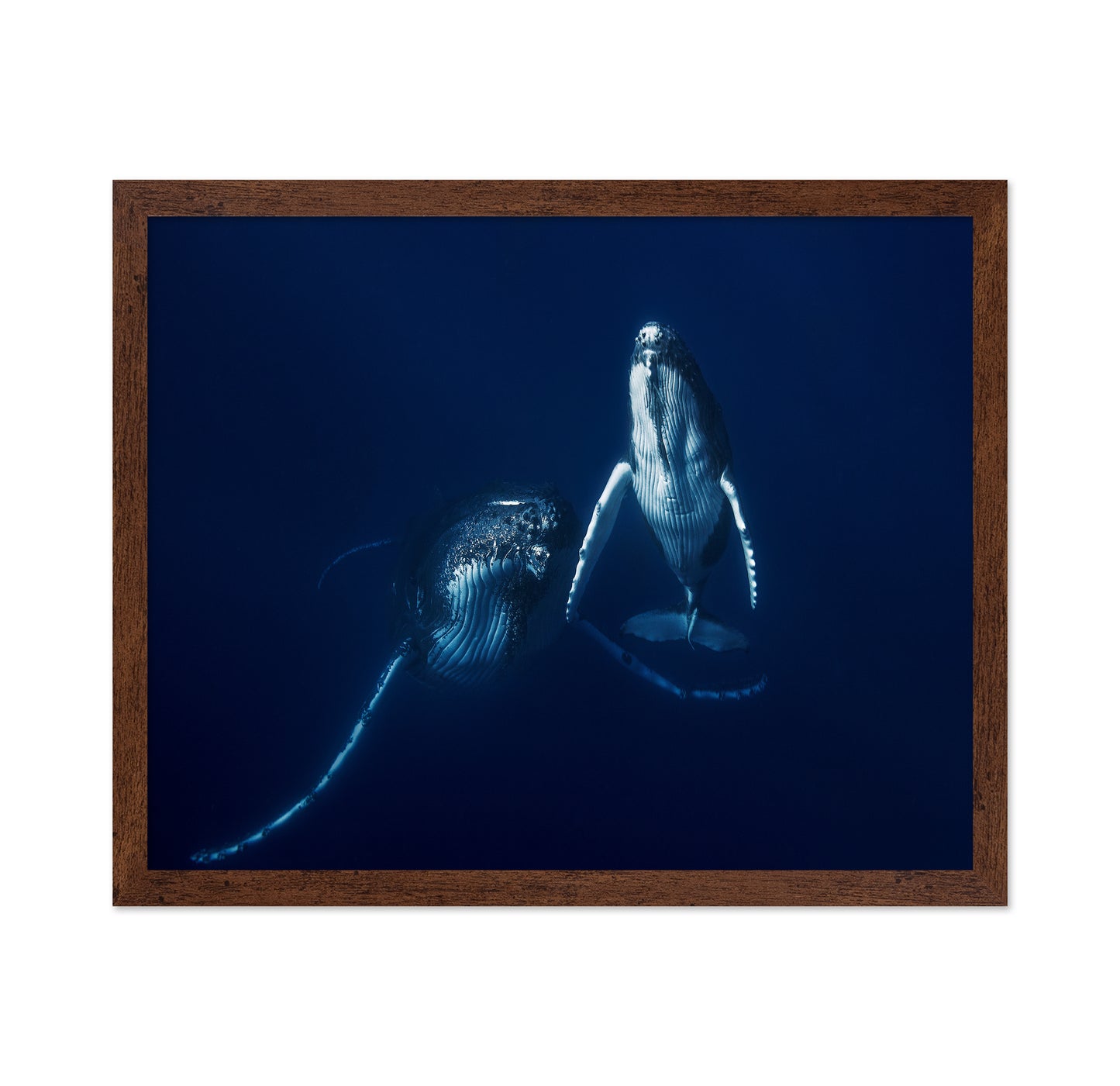 Humpback Whale Mother And Calf