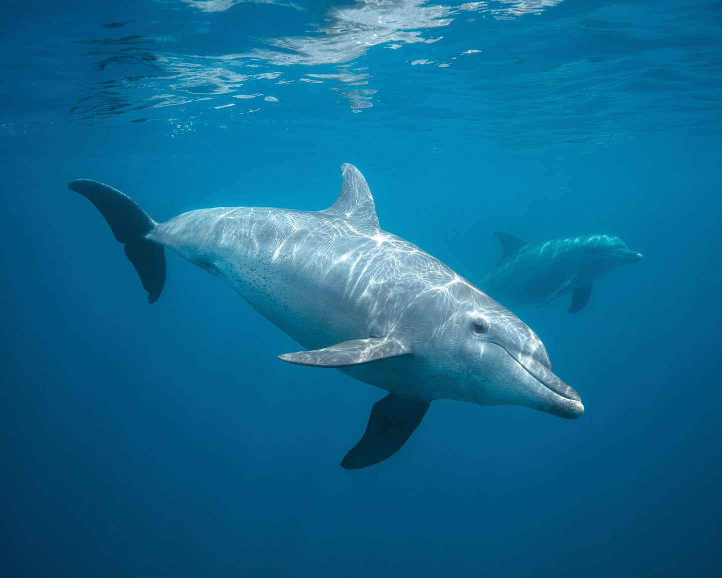 Curious Dolphin