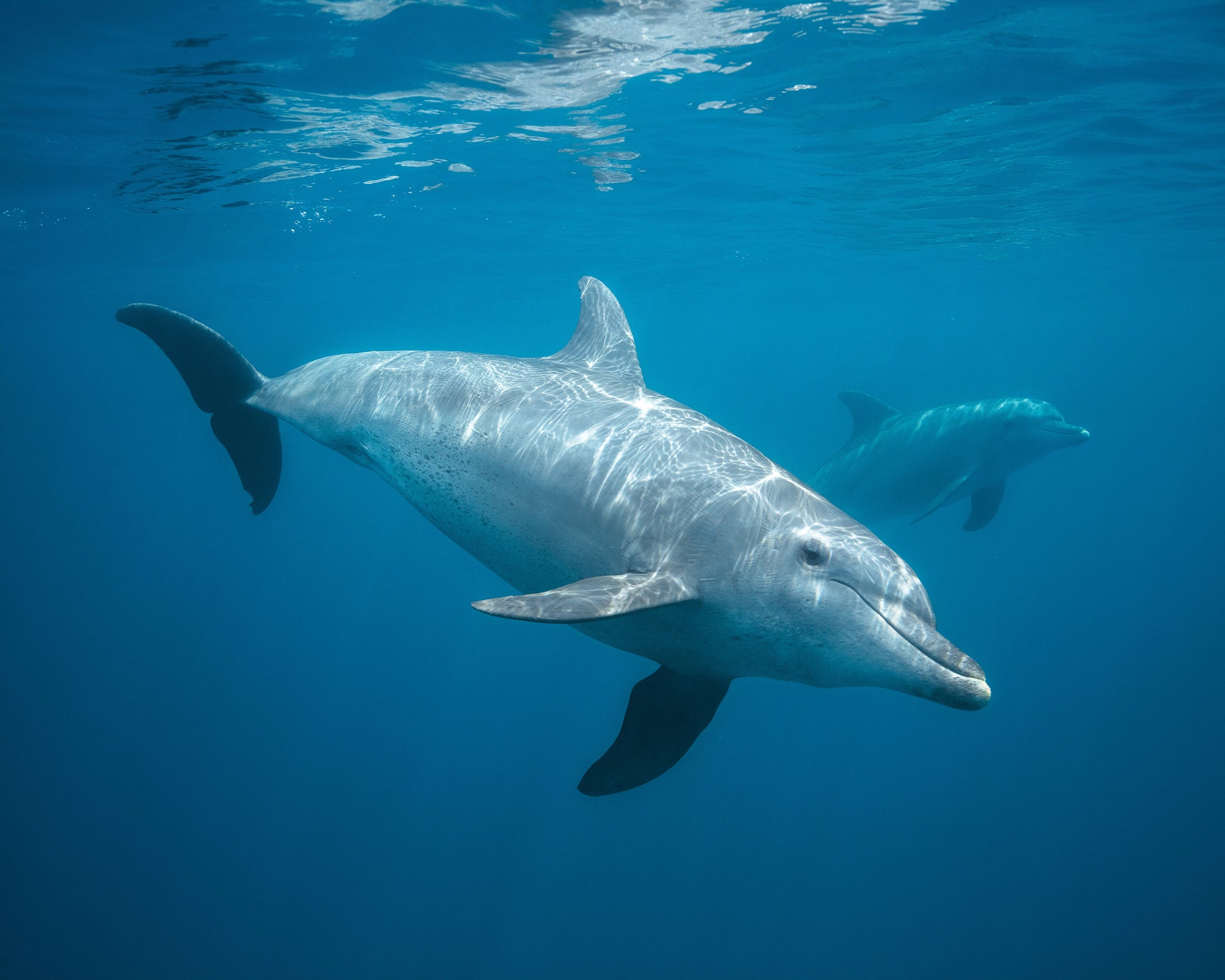 Curious Dolphin