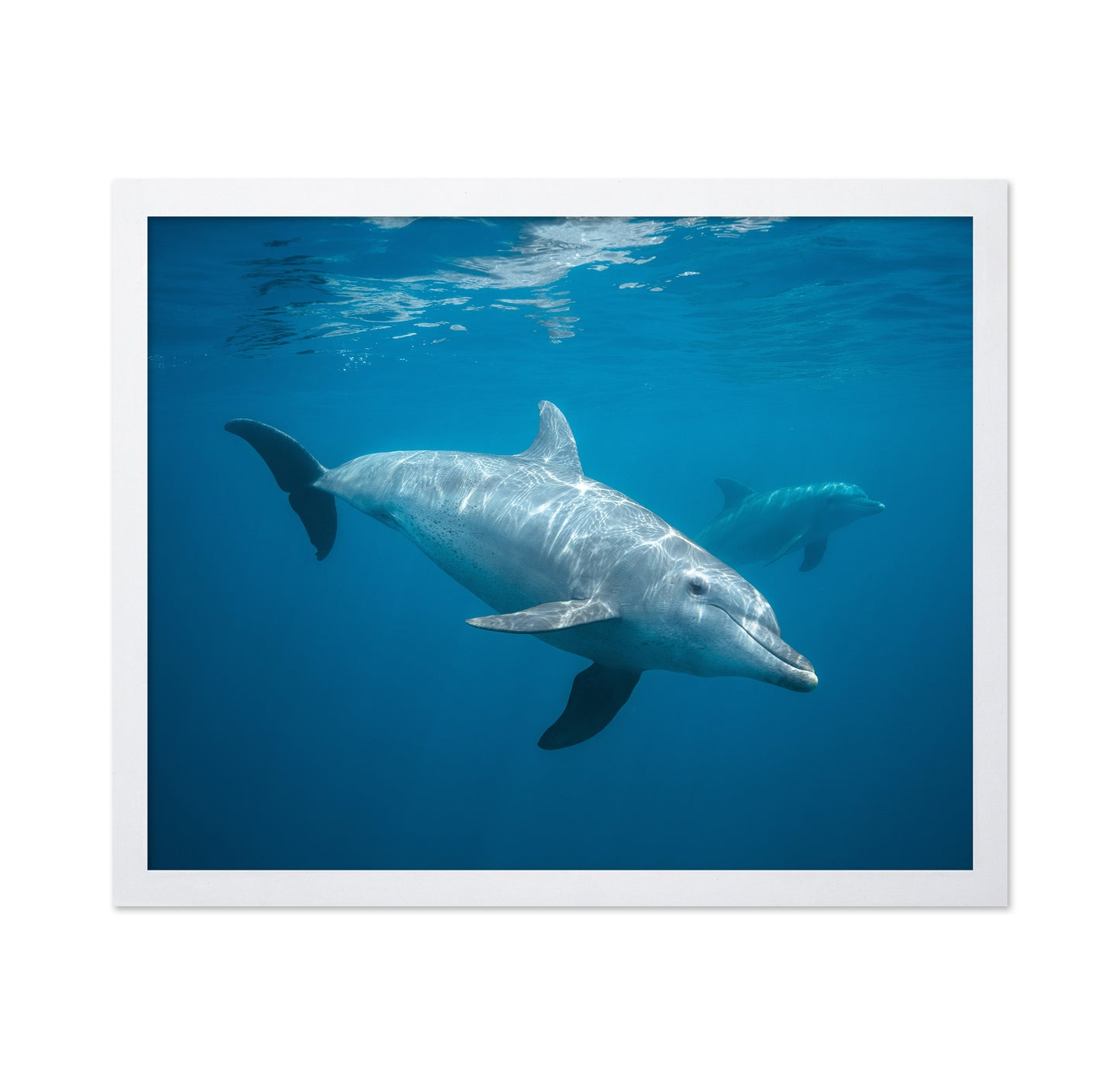Curious Dolphin