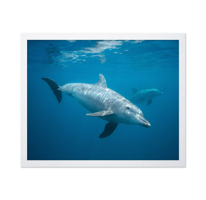 Curious Dolphin