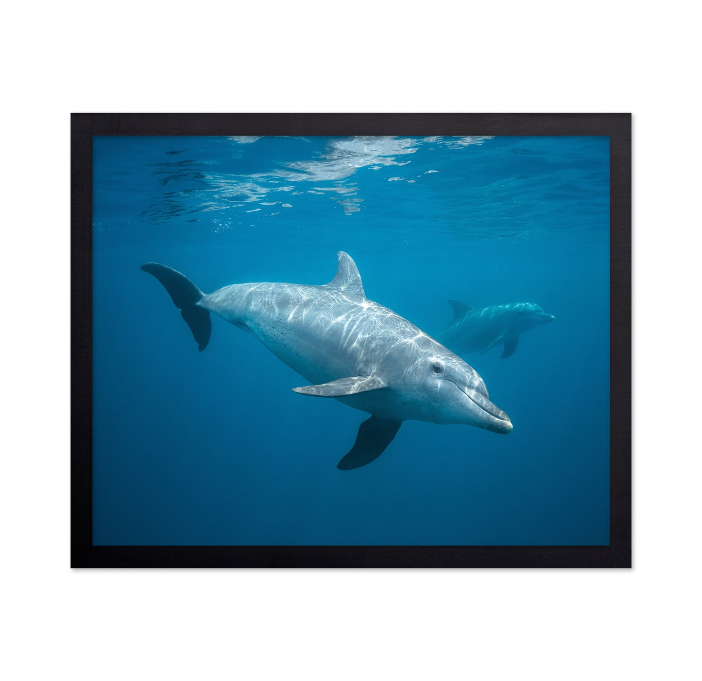 Curious Dolphin