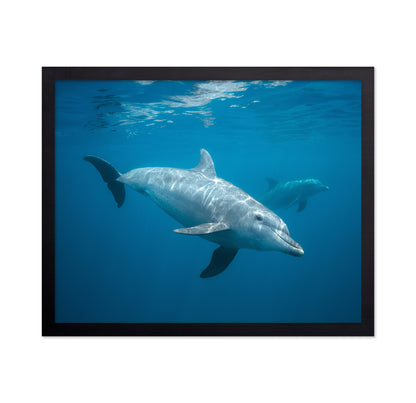 Curious Dolphin