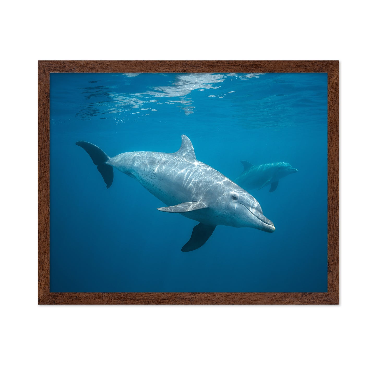 Curious Dolphin
