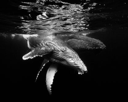 Black And Whale Family
