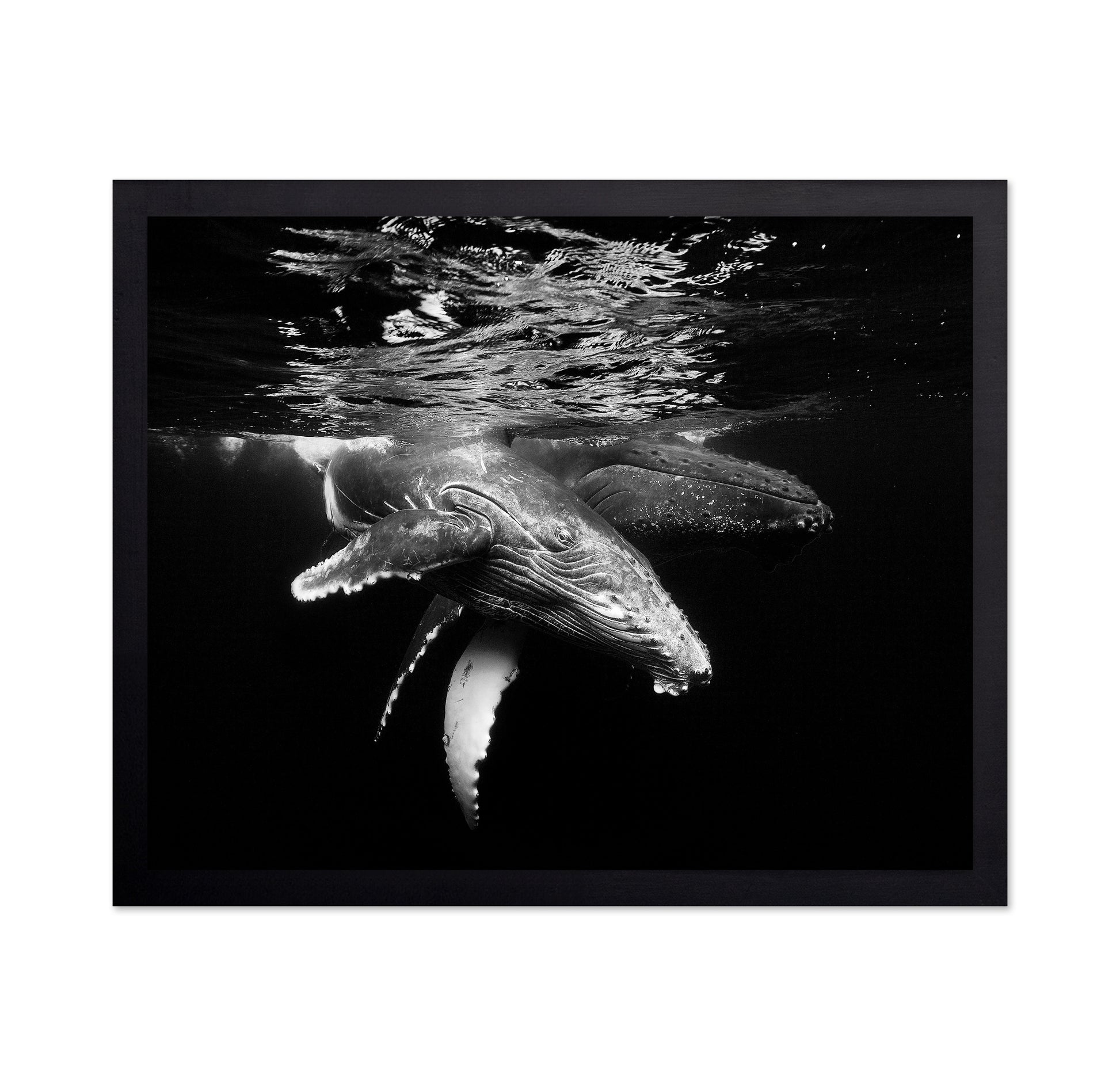 Black And Whale Family