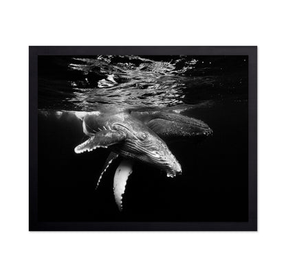 Black And Whale Family