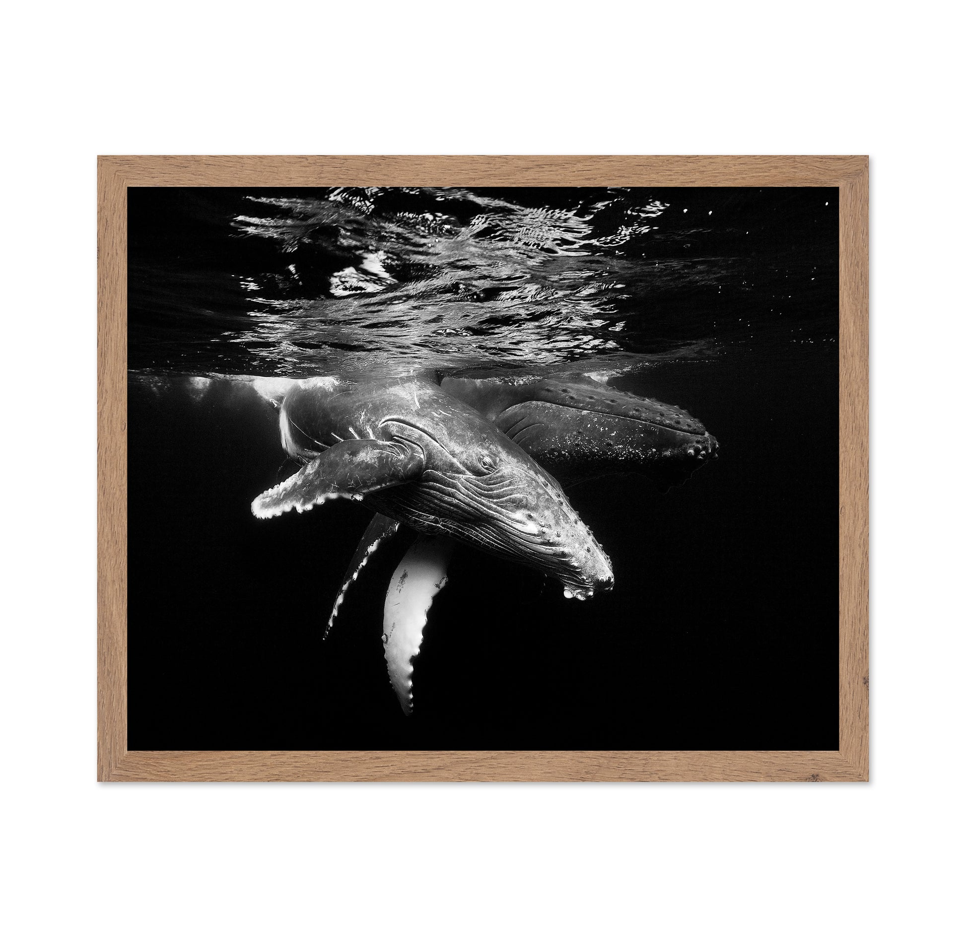 Black And Whale Family