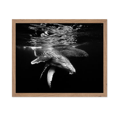 Black And Whale Family