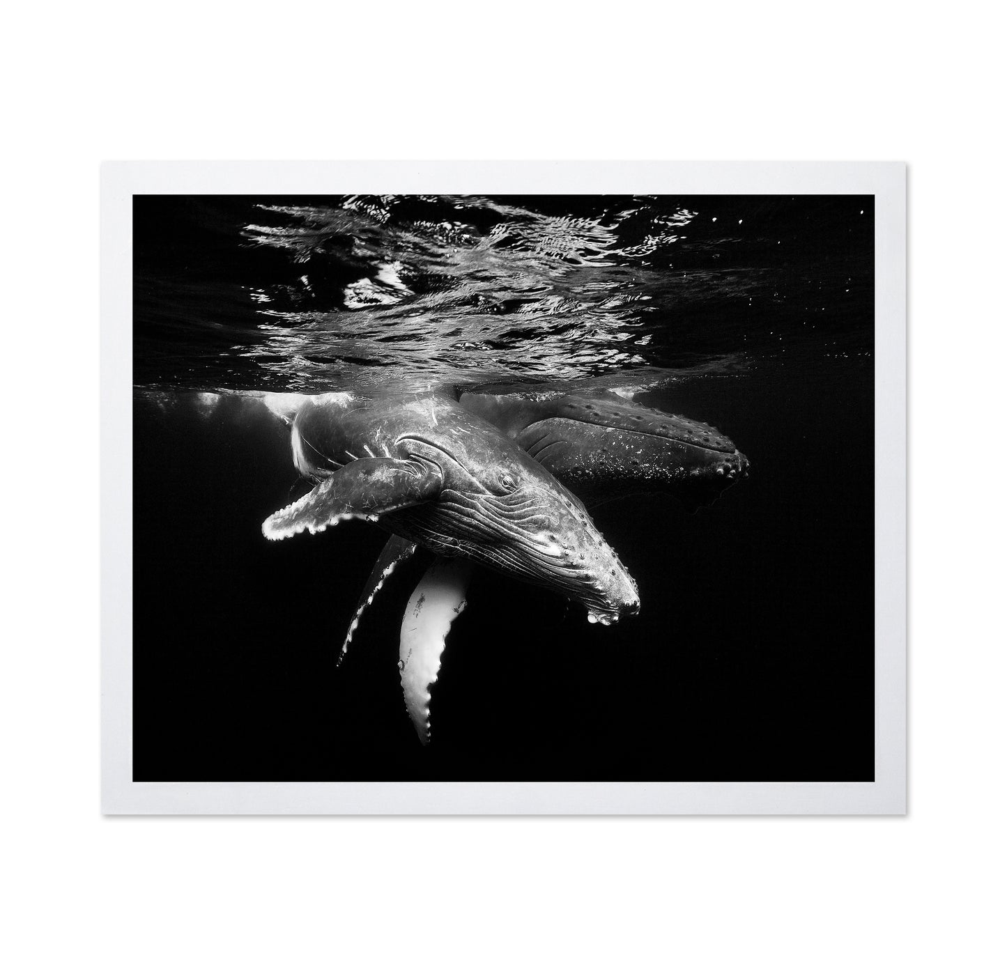 Black And Whale Family