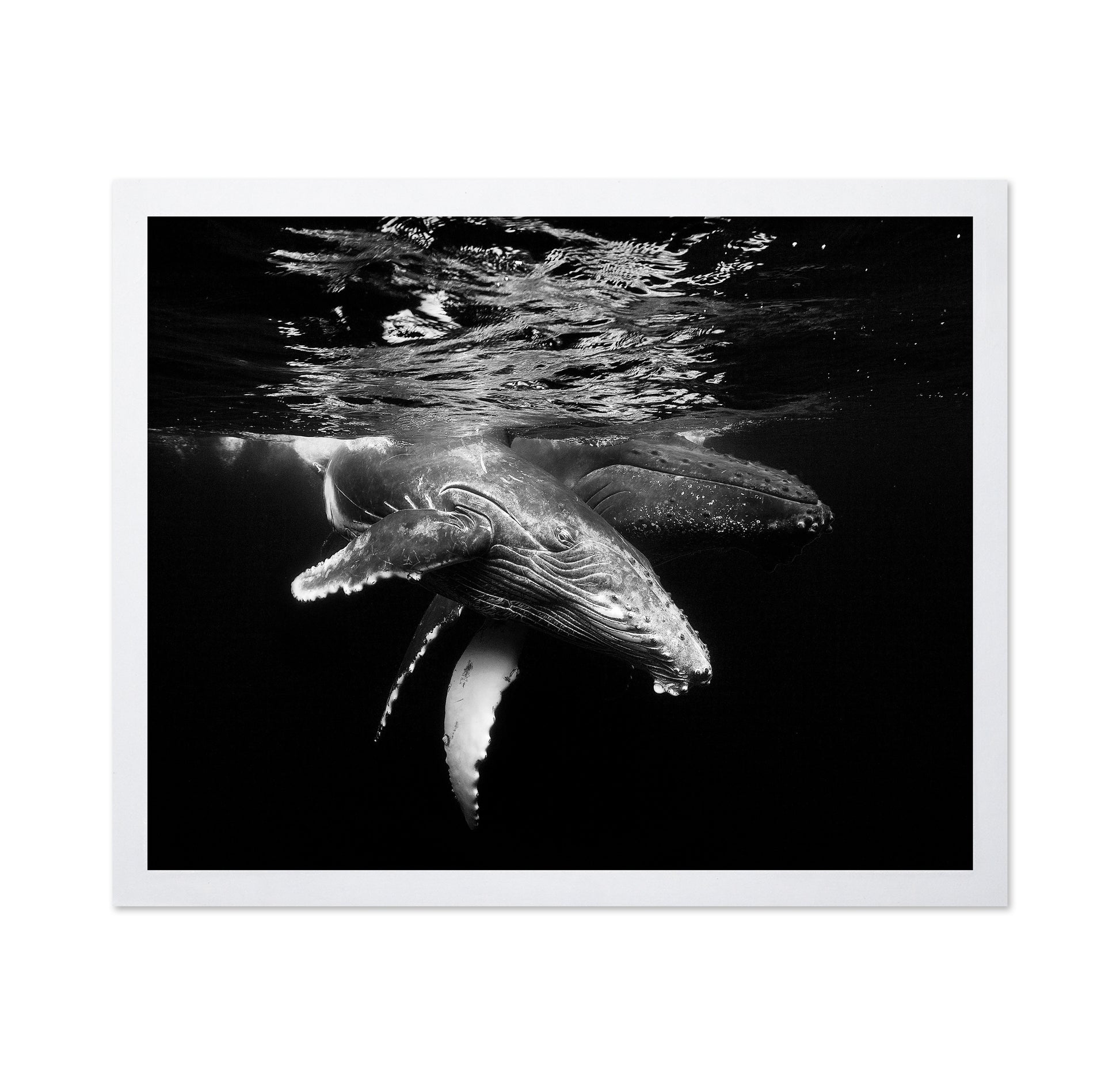 Black And Whale Family