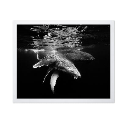 Black And Whale Family