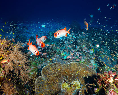 Reef Life No 2
