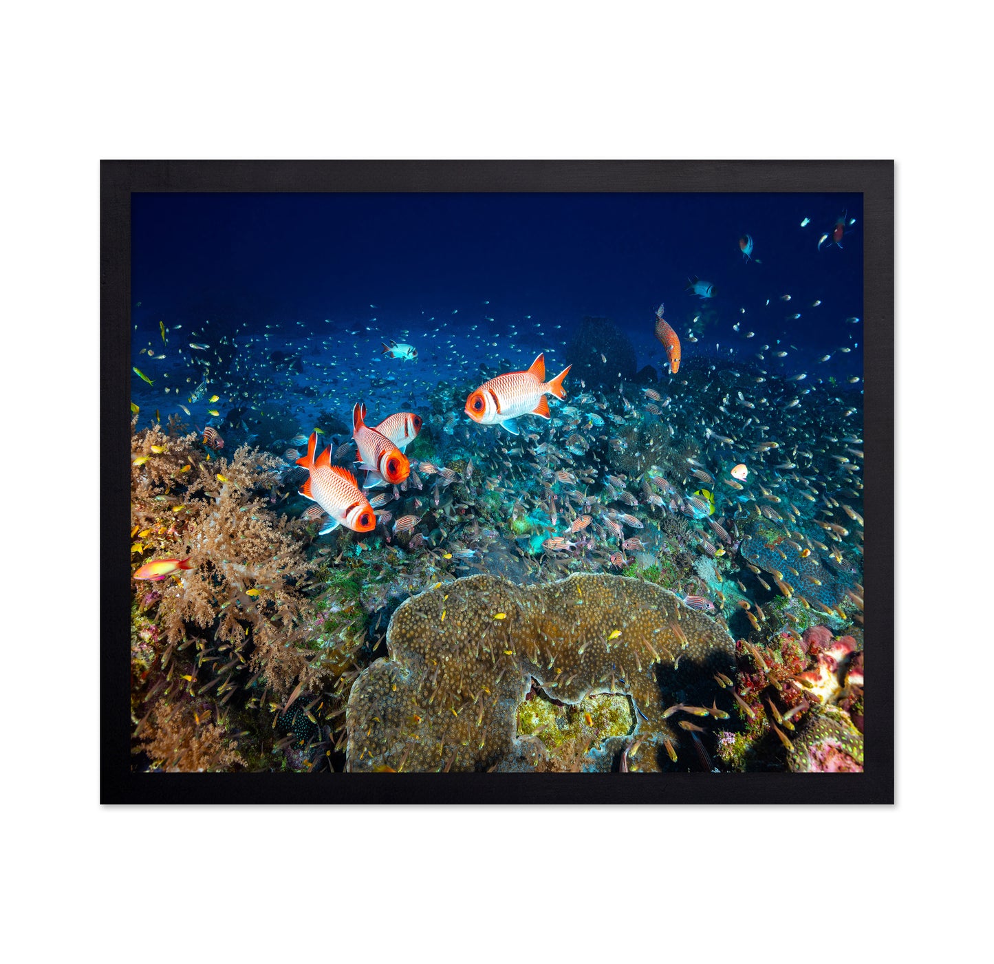 Reef Life No 2