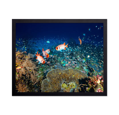 Reef Life No 2