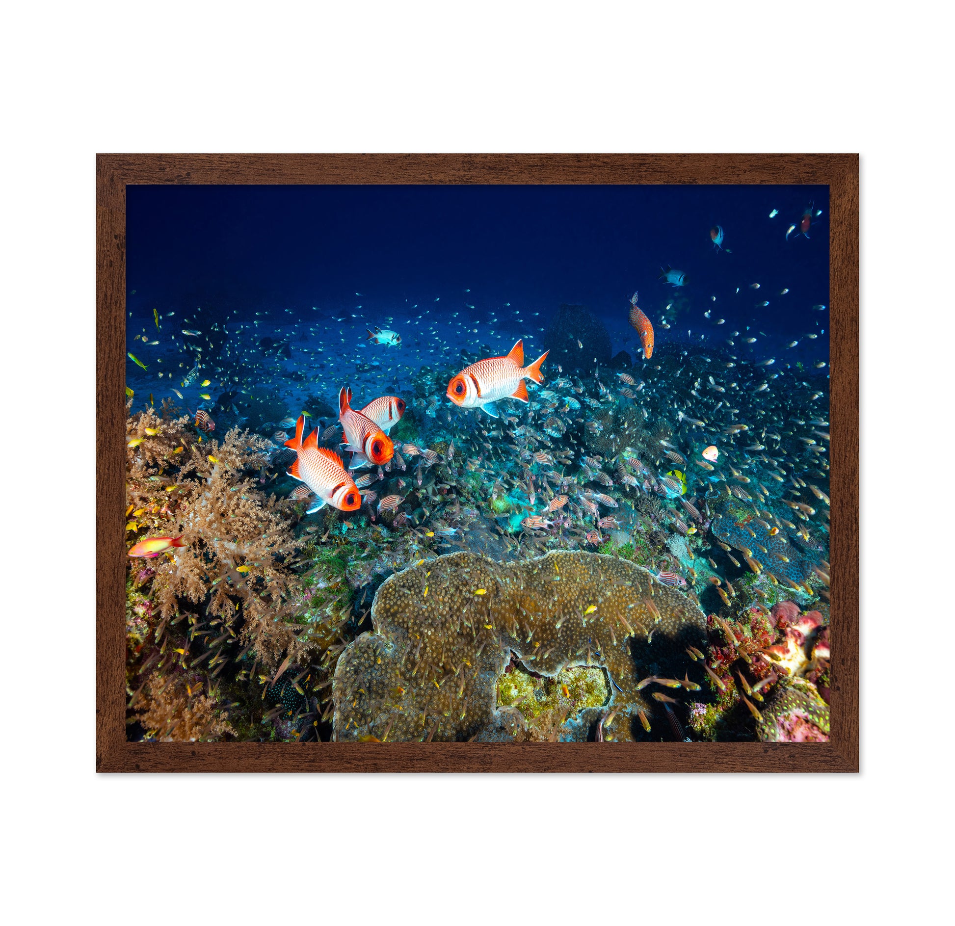 Reef Life No 2