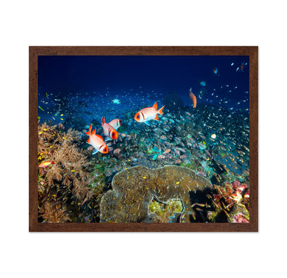 Reef Life No 2